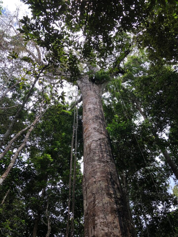 Forests & forestry expertise of hummingbords