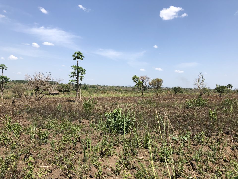 Obirio project - Humminbirds