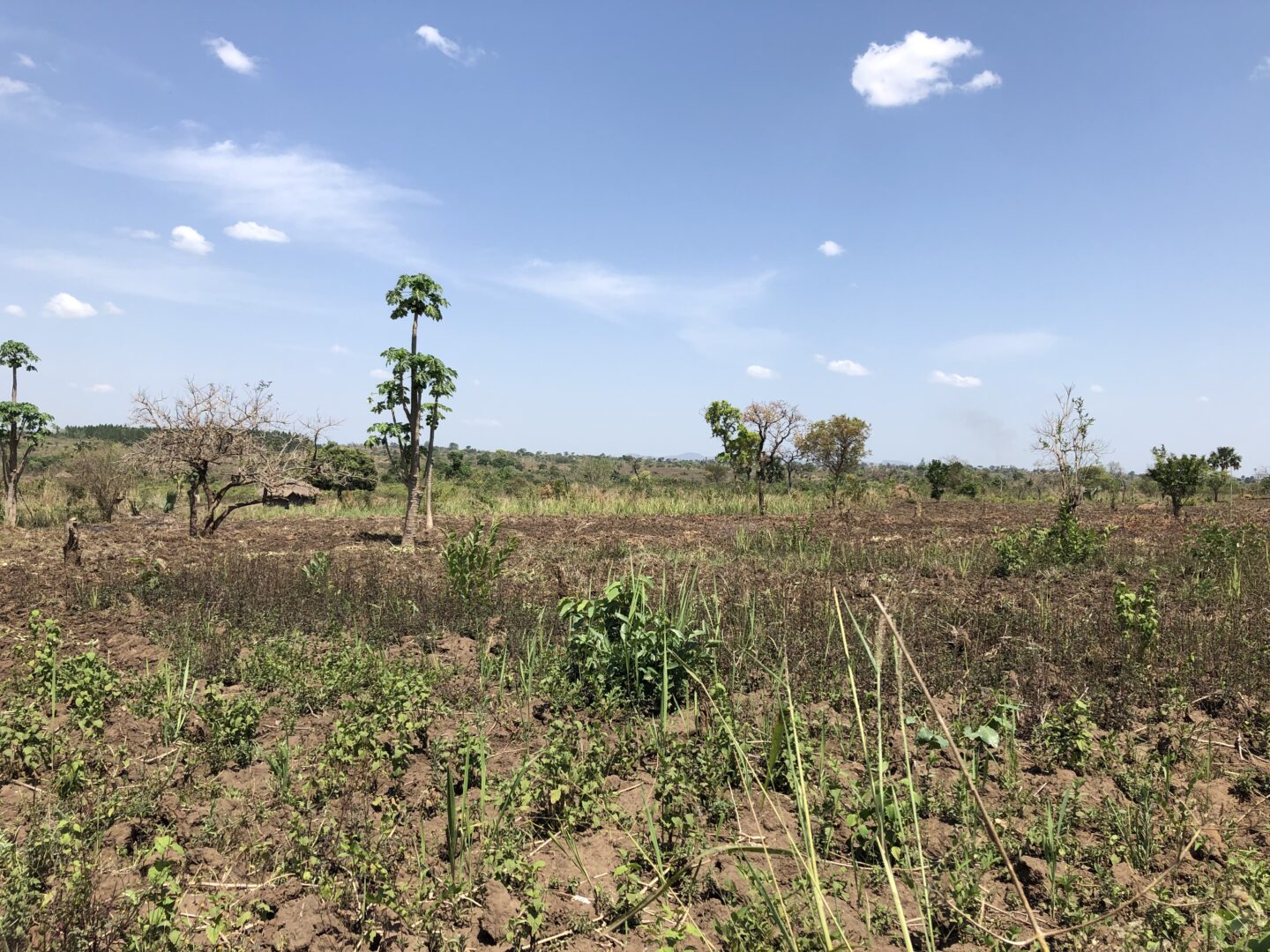 Obirio project - Humminbirds