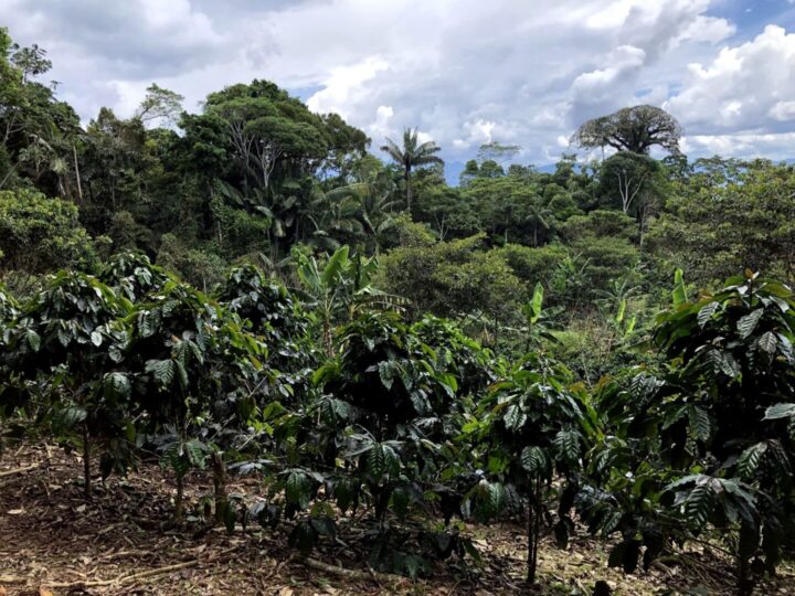 Agriculture and agroforestry expertise of hummingbirds