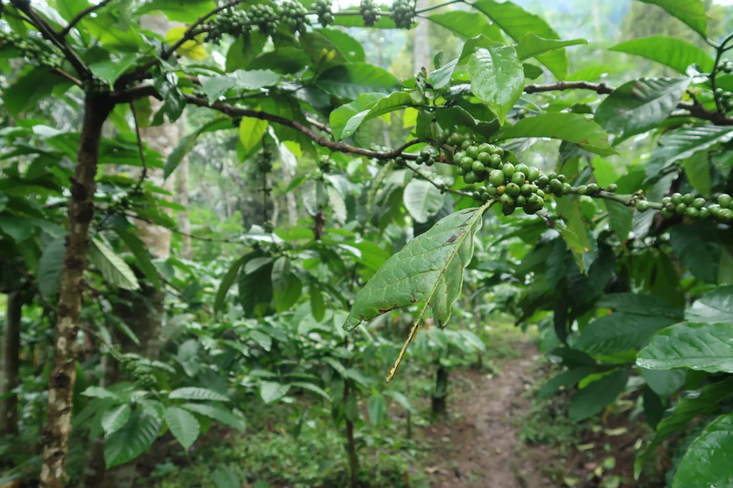 coffee-tree-green-forest