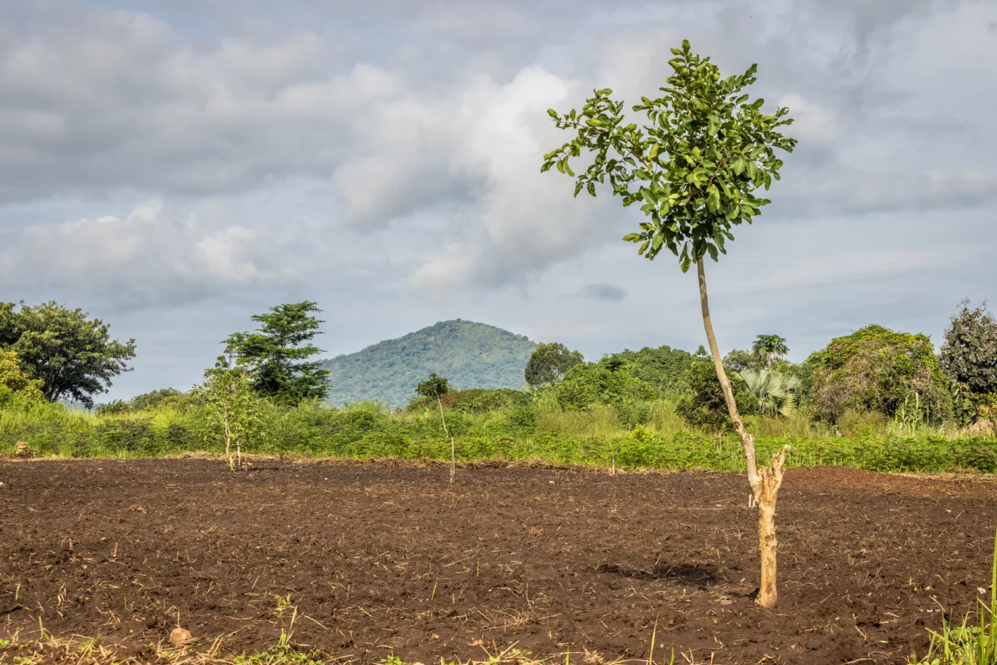 reforestation-mount-key-tree-field