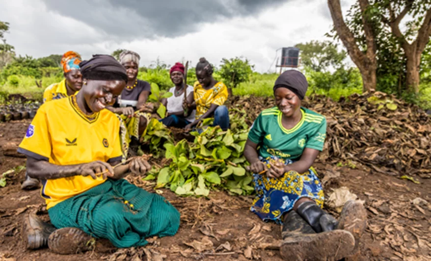 Seedling preparation by community members.