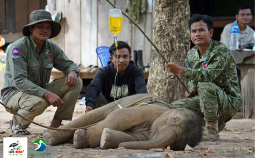 A young elephant rescued from poachers by the ranger team at the sanctuary, December 2024.